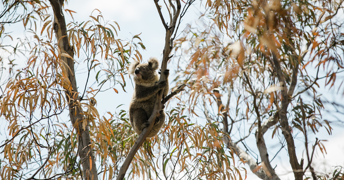 Buschfeuer Australien: 5.000 Koalas in den Buschbränden im Südwesten