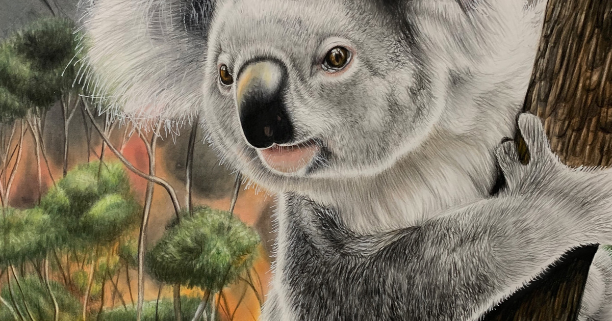 Koala Kid  watercolor drawing by Stephan Alsac - French Wildlife Artist