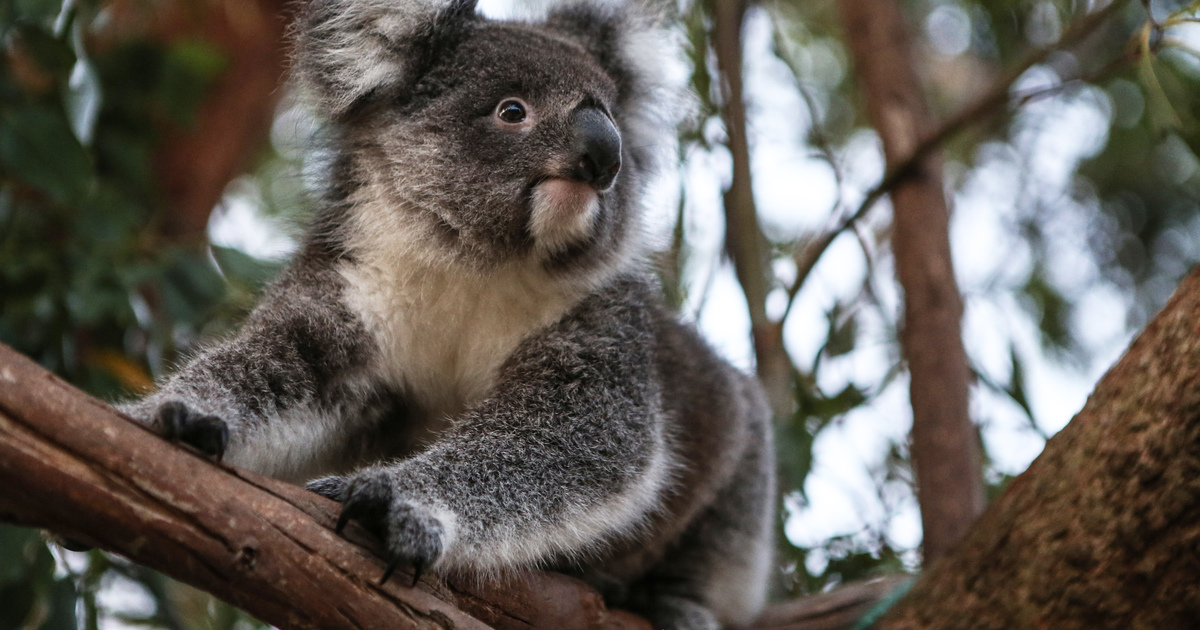 Together We Can Help Save Australias Koala Populations Ifaw