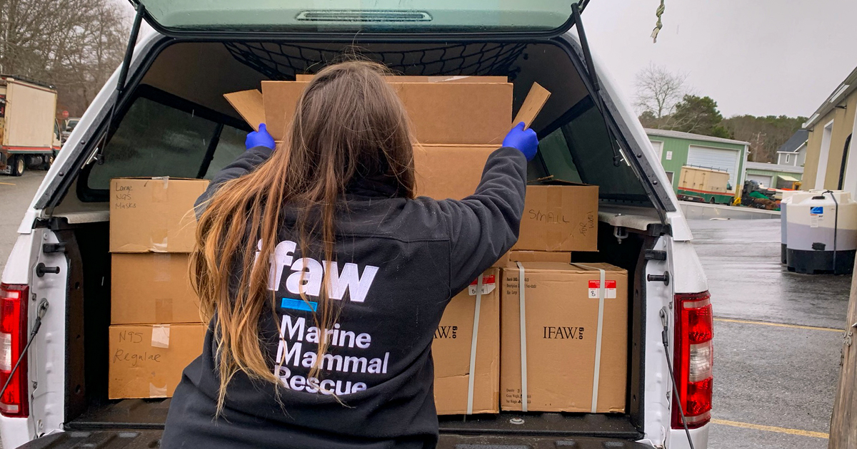 In wake of the coronavirus pandemic, ifaw rescue teams donate much