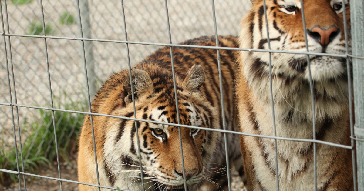 IFAW statement on Bronx Zoo tiger tested positive for COVID19
