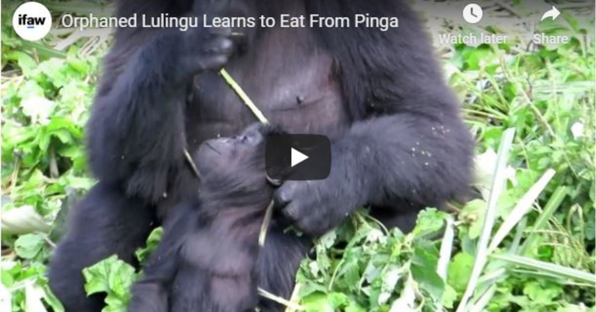 Orphan Lulingu integrating with gorillas at rescue center