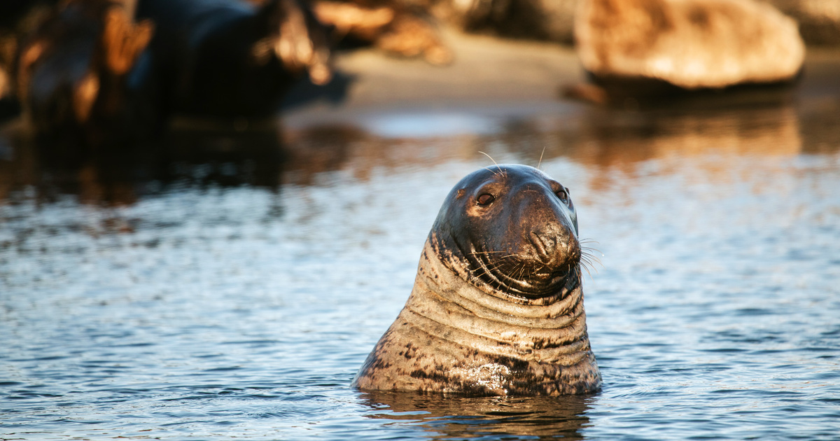 Marine Protected Areas Day: Ocean protection needs human connection – Earth.com