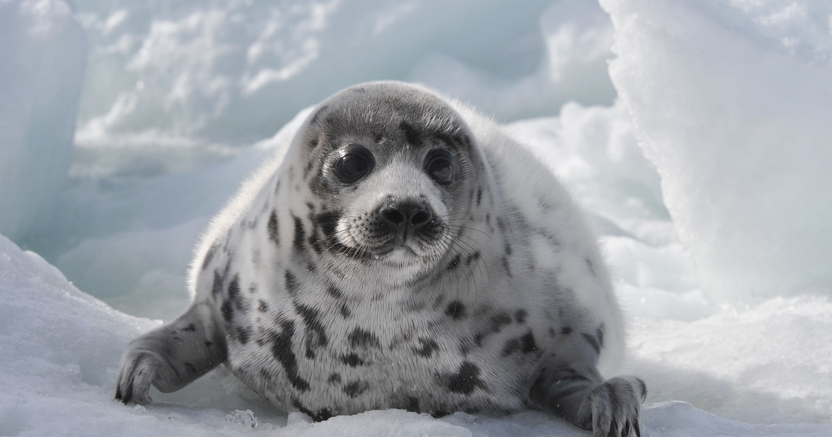 could 2020 finally bring an end to the commercial seal hunt in Canada?