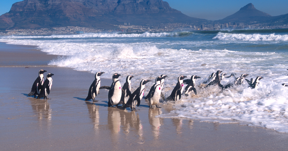 The Anniversary Of The World S Largest Animal Rescue Mission That Saved The African Penguin
