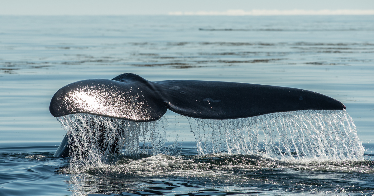 North Atlantic right whale officially classified as critically