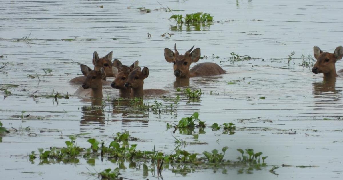rescuing animals from the floods in Kaziranga National Park, India
