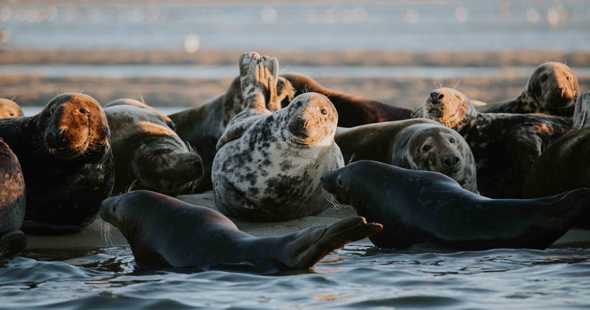 Are Seals Friendly to Humans? [Answered & Explained] 