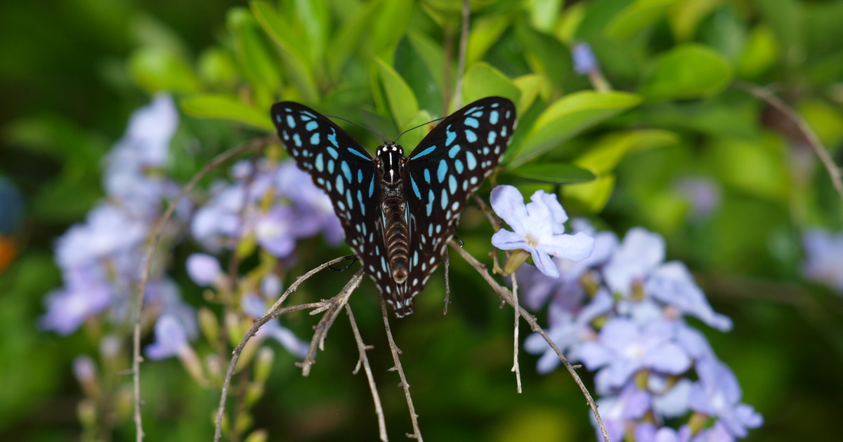 five ways to support biodiversity in your garden