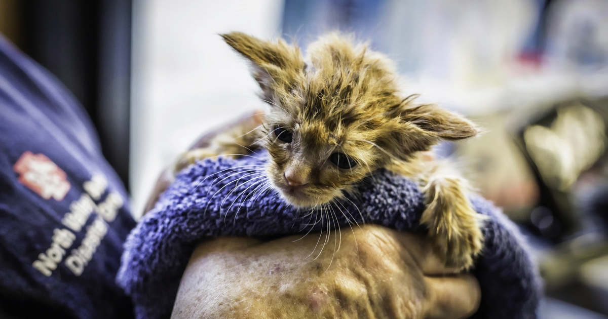 Kitten Rescued From California Wildfires Is Named Baby Yoda