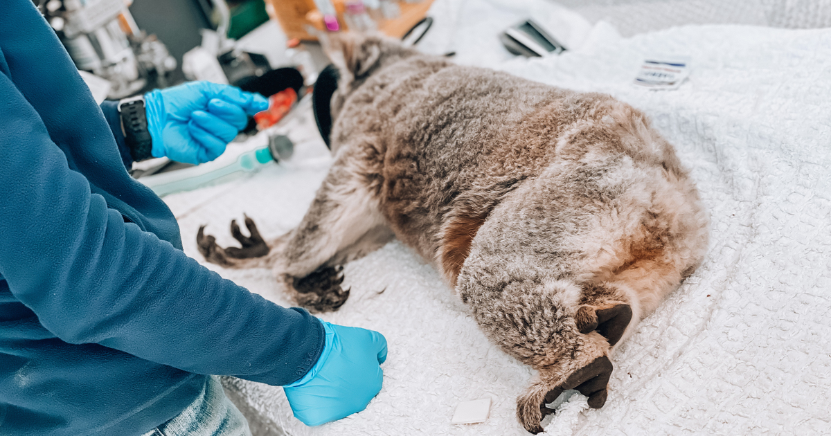 koalas rescued from bushfires return to the wild