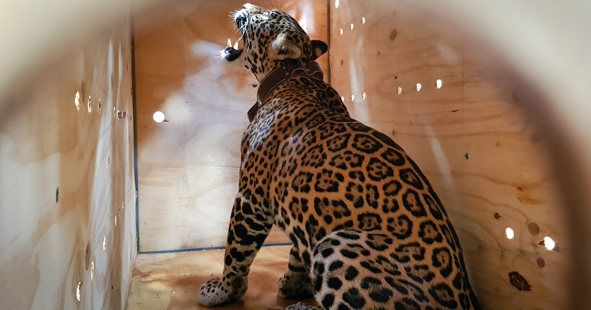 Zweite Chance für Jaguar Covi: Rehabilitation und Auswilderung