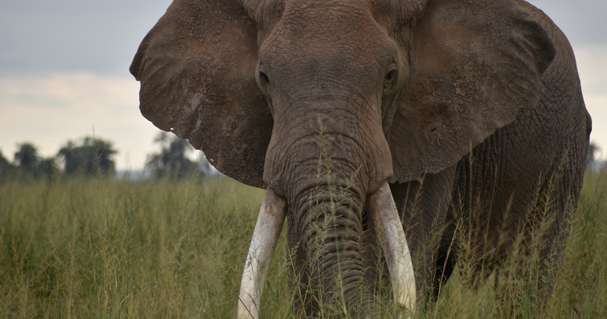 Elephant Tusks Seizure Shows Importance Of Uk Wildlife Crime Police