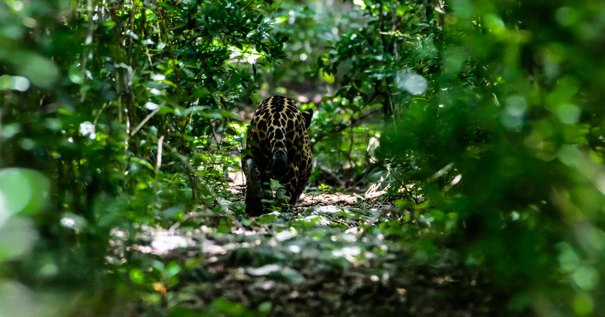Operation Jaguar trainings in Guyana lay foundation to protect wildlife - Vimarsana News