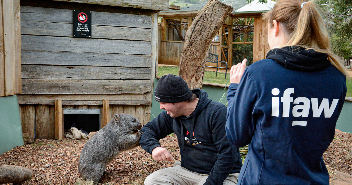 q & a with our partners at Tasmania’s Bonorong Wildlife Hospital IFAW