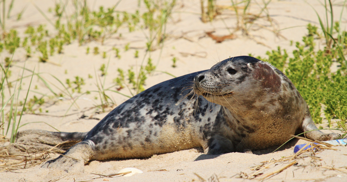 Cape Cod Seals and Sharks: Shared Traits and Top 10 Facts
