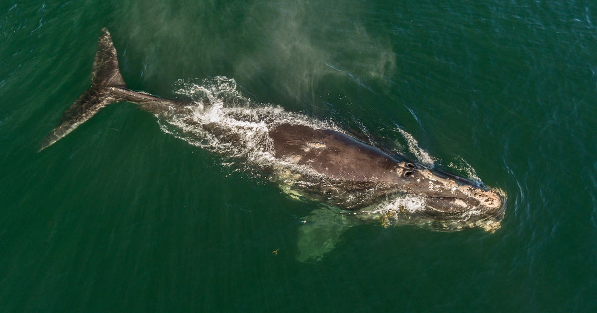 North Atlantic Right Whale Calf Stranded Dead in Florida