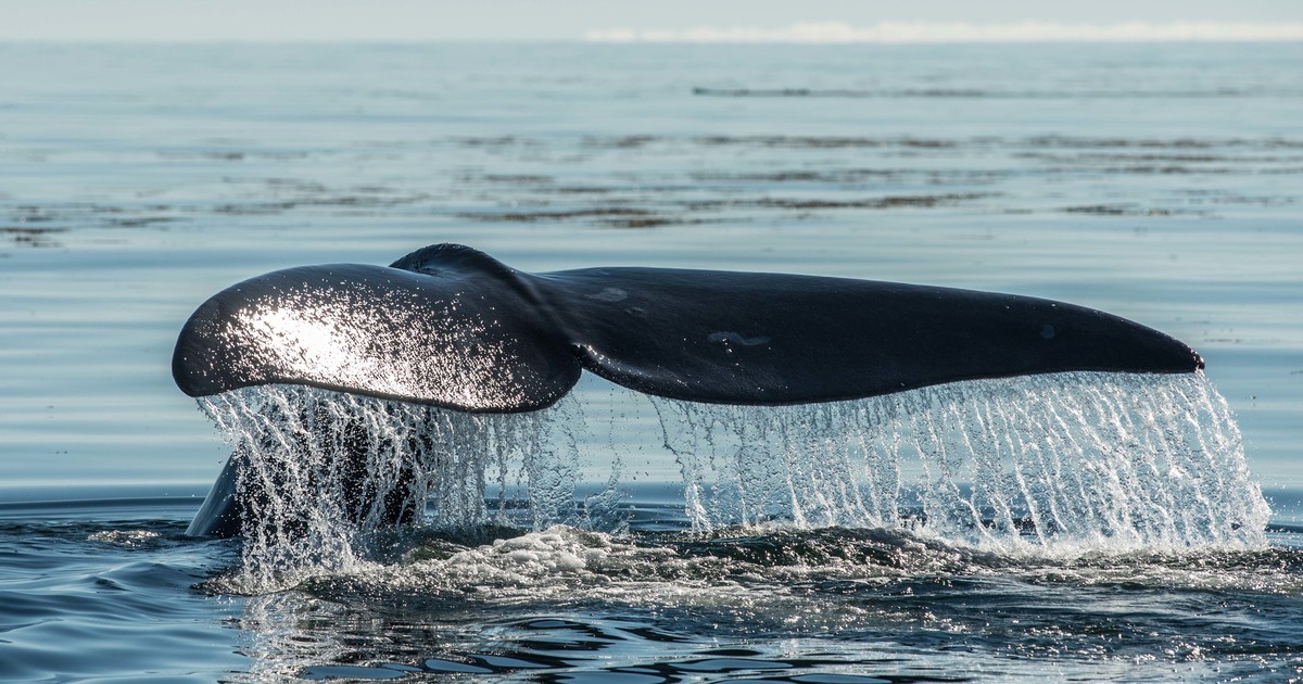 North Atlantic Right Whale Calf Stranded Dead in Florida