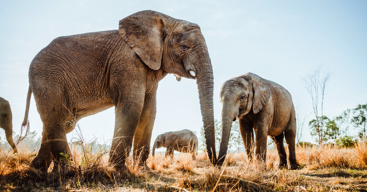 Elephant facts and statistics | IFAW