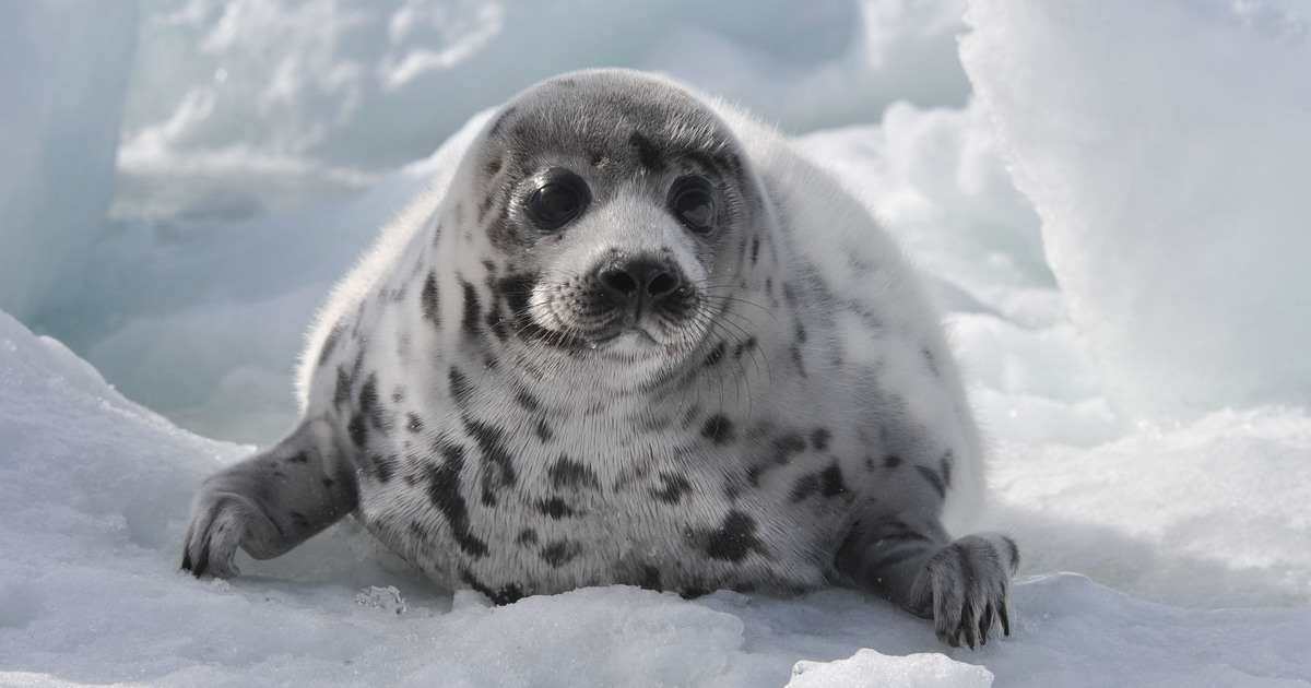 from climate change to culls, the threats to harp seals continue
