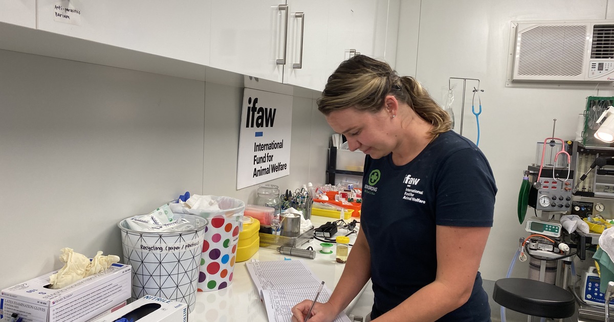 Meijer veterinary new arrivals clinic