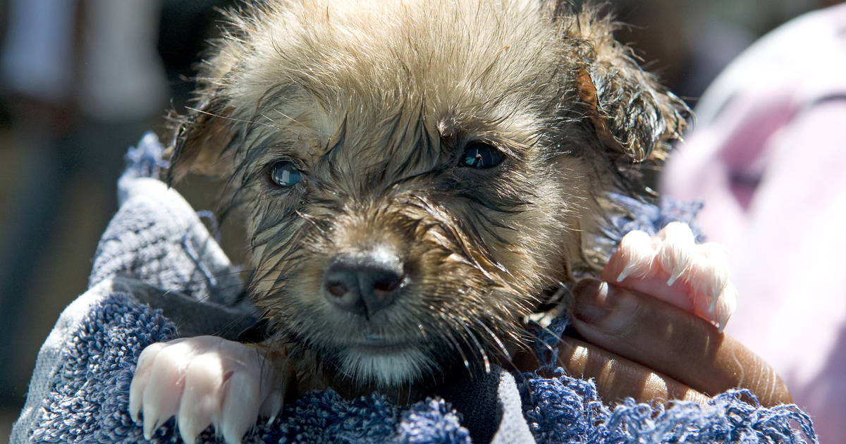 Tougher Sentencing For Animal Cruelty Set To Be Introduced