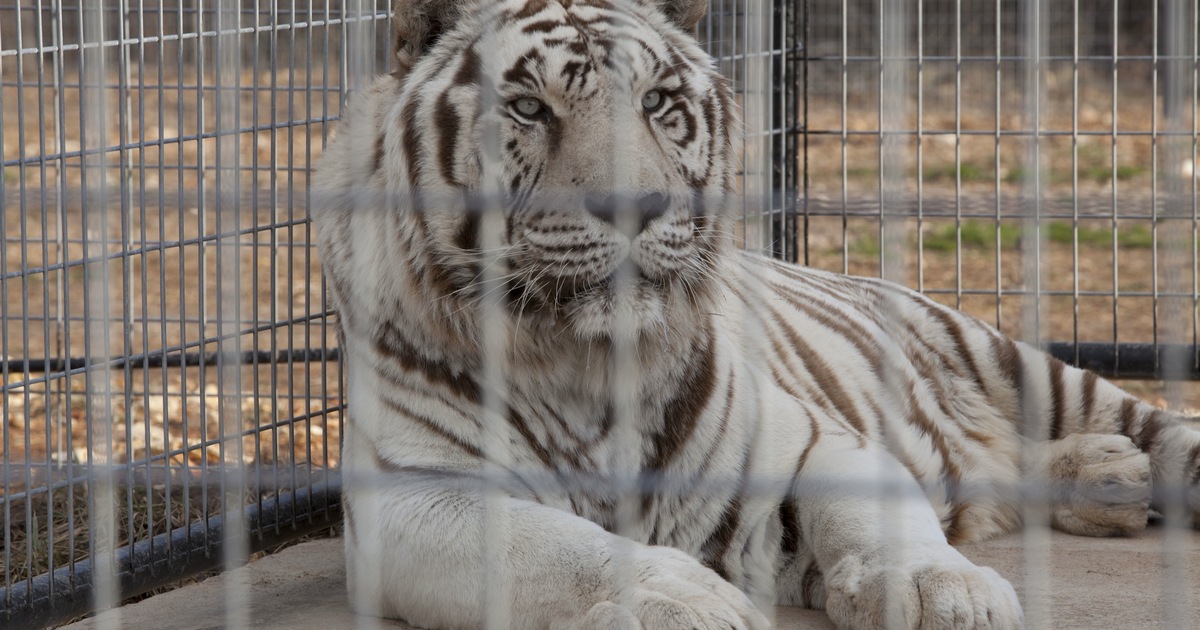 White Tigers: The not so colourful truth