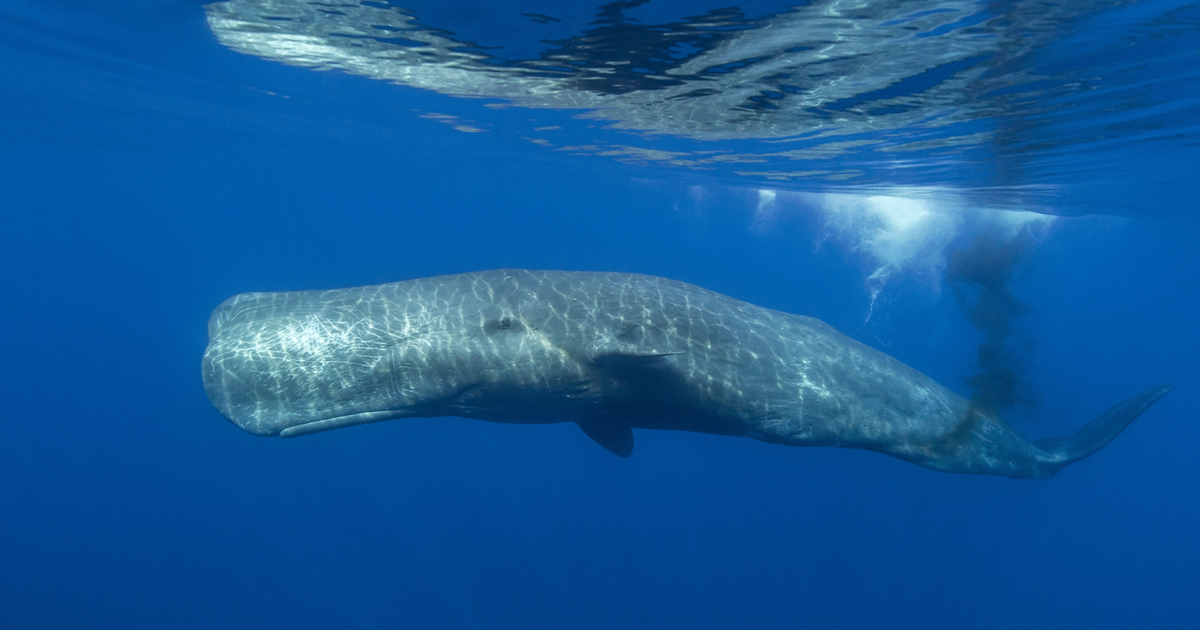 whale poop and phytoplankton, fighting climate change | IFAW