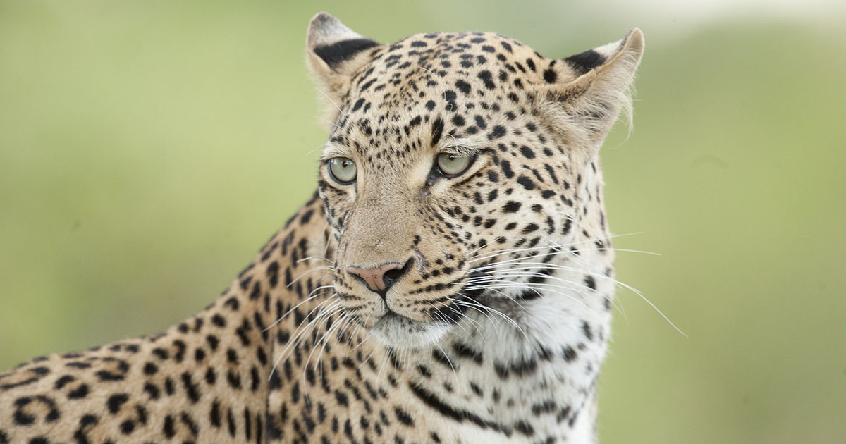 jaguar vs leopard face