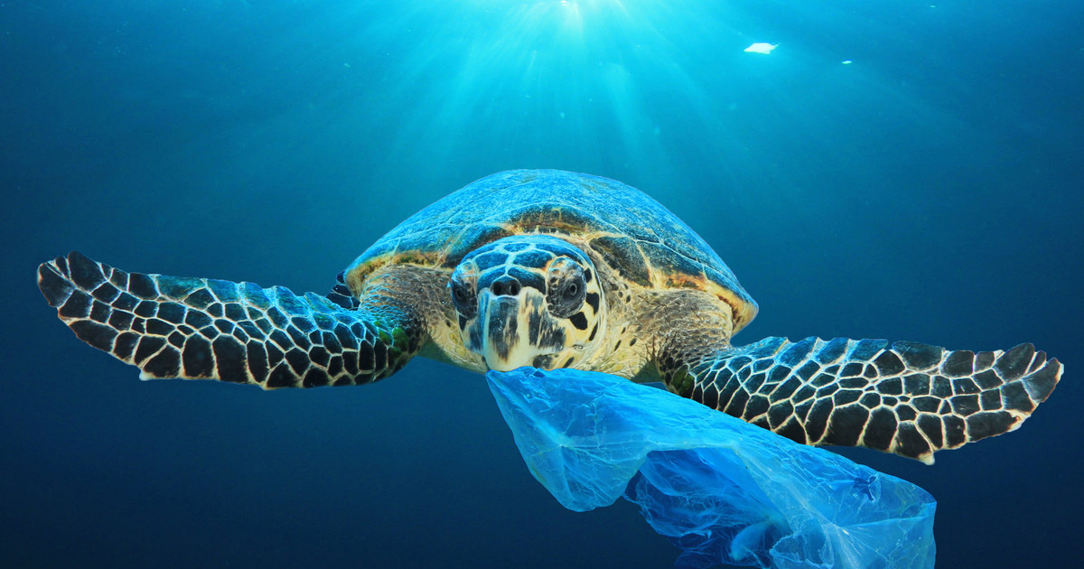 how does plastic get into the ocean? | IFAW