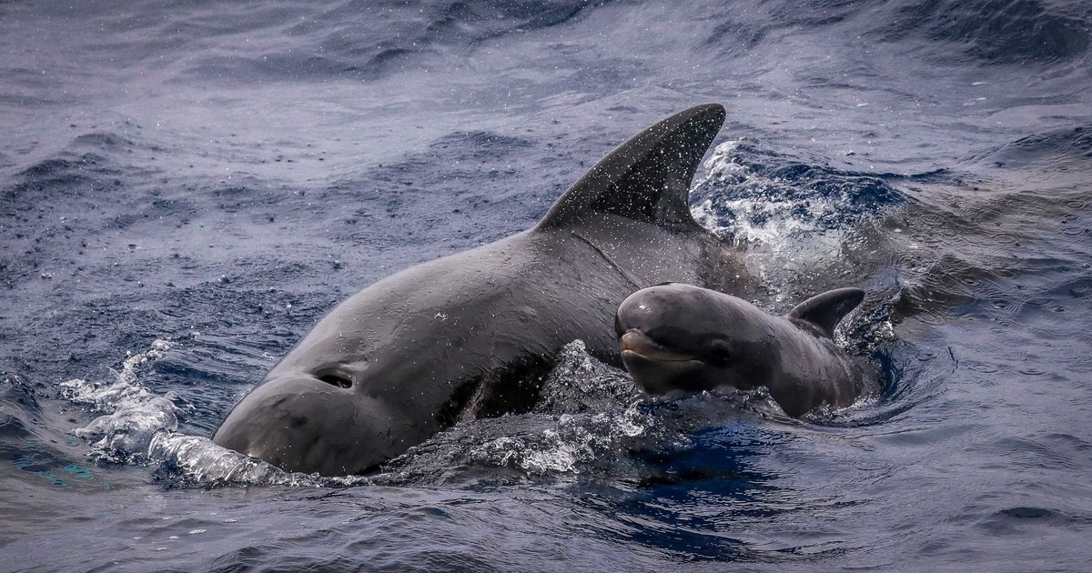 are dolphins whales? | IFAW