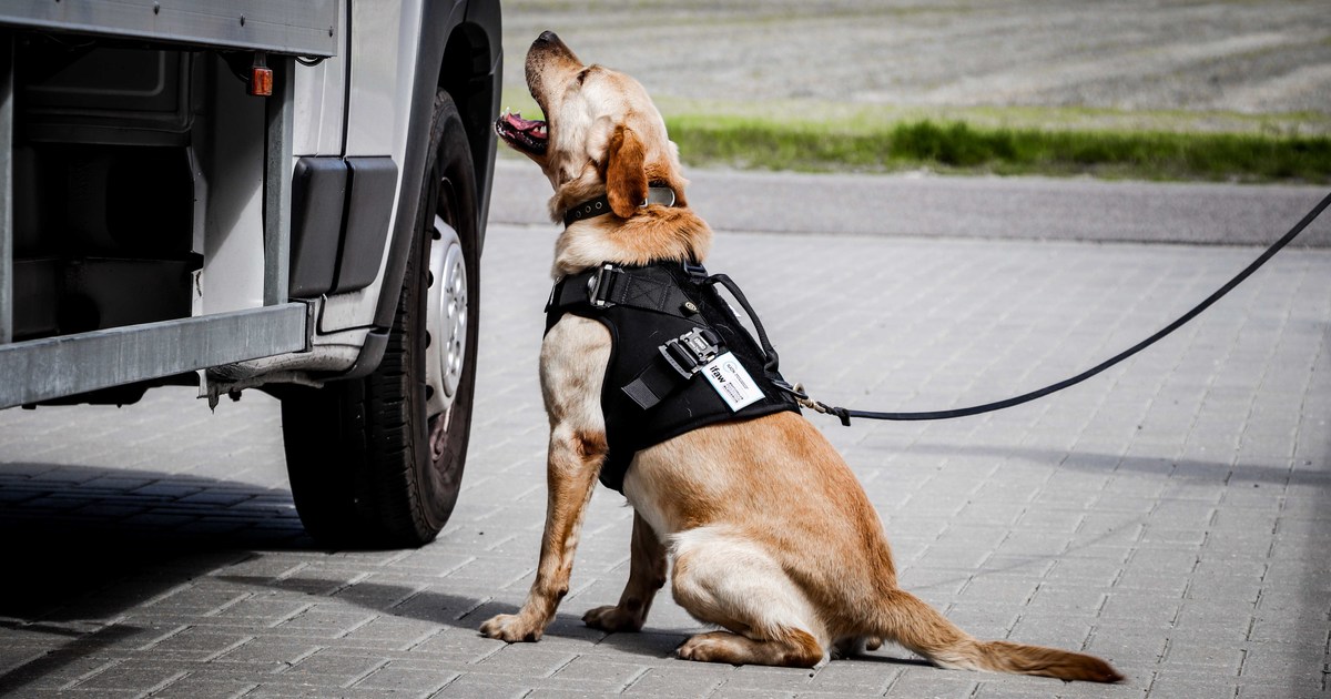 Dutch detection dogs Bruce and Boris help save jaguars IFAW