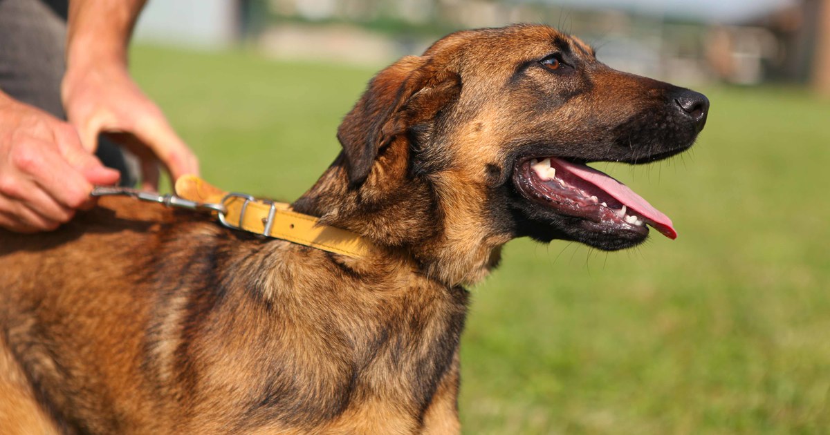 Detect Dog Detection dogs on the frontlines of wildlife trafficking | IFAW