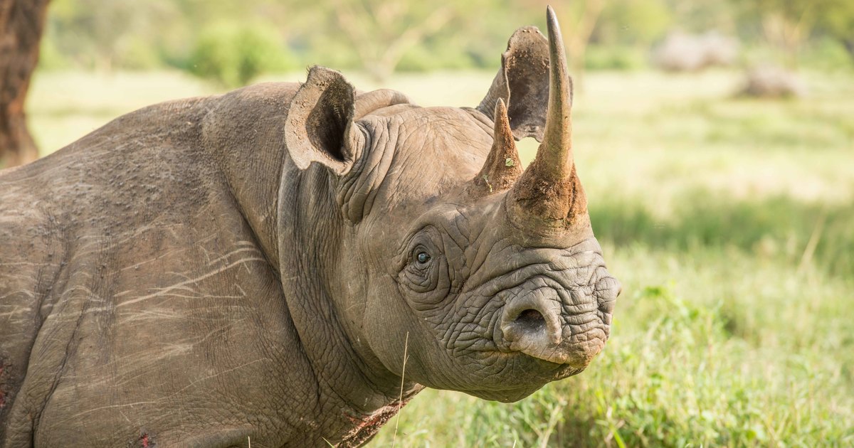 Interessante neushoorn weetjes | IFAW