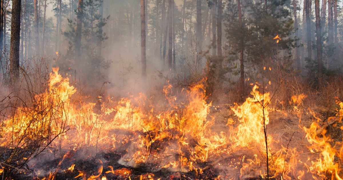 How Wildfires Impact Wildlife Ifaw