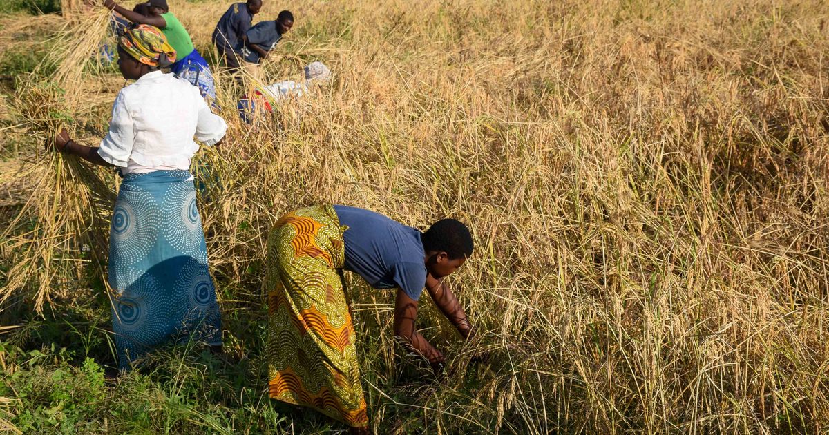 Chikolongo community provides rice to wildlife rangers | IFAW