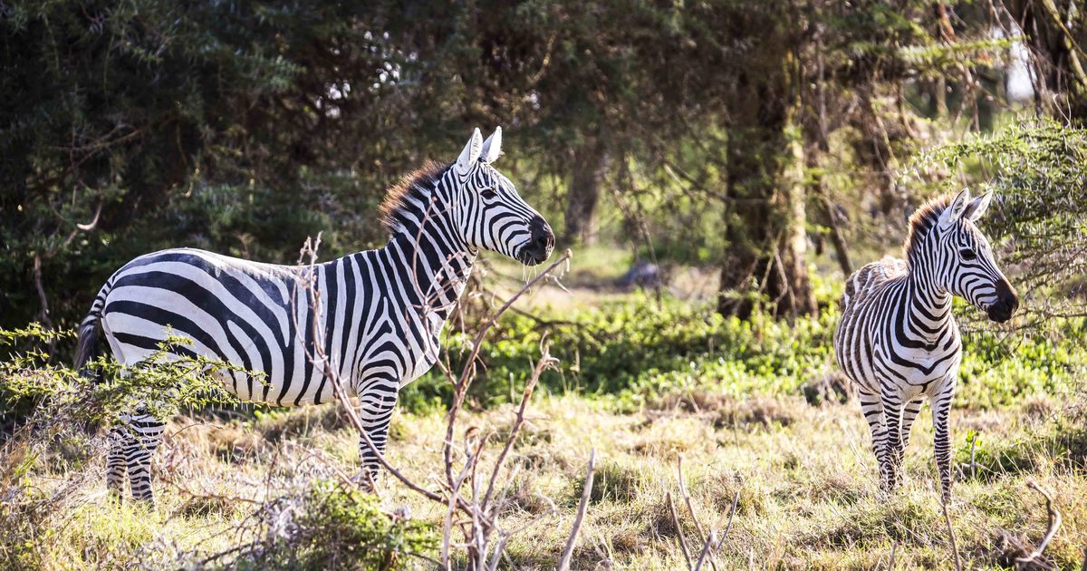zebras on the loose in Maryland | IFAW