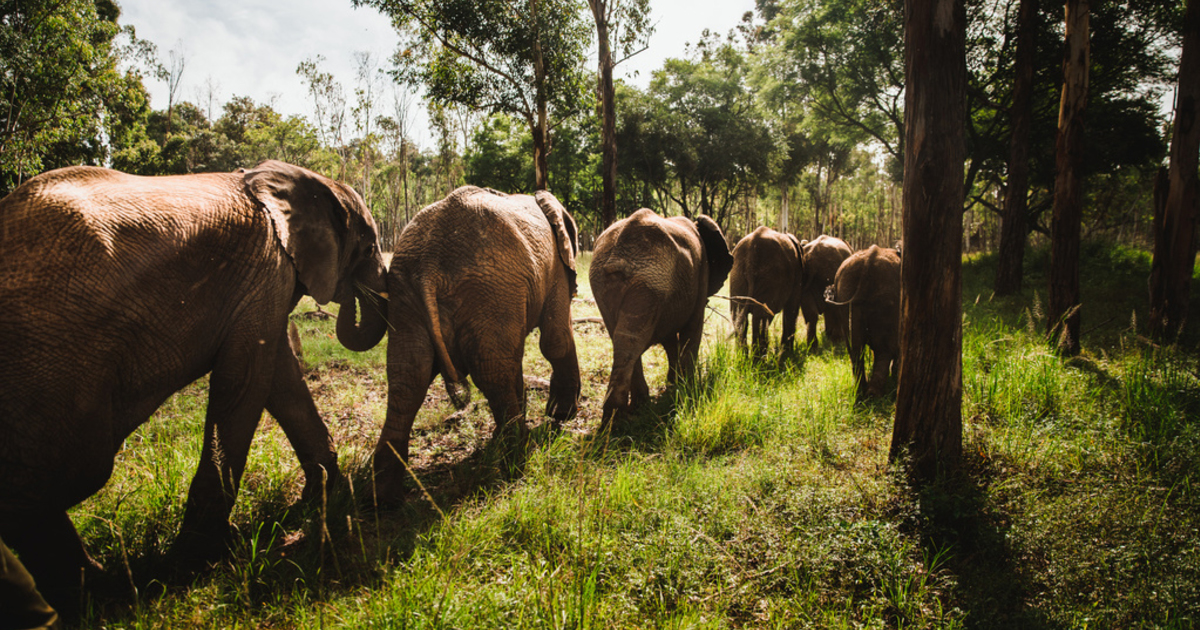 Ecosystem engineers—the elephant’s role in the climate crisis