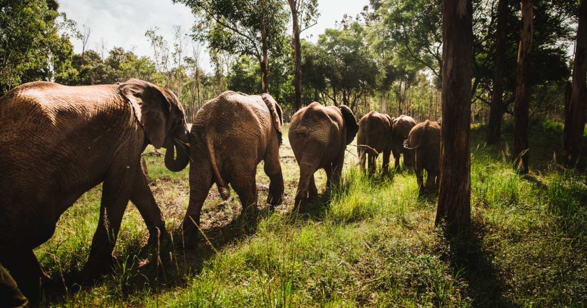 Ecosystem Engineers The Elephant S Role In The Climate Crisis Ifaw