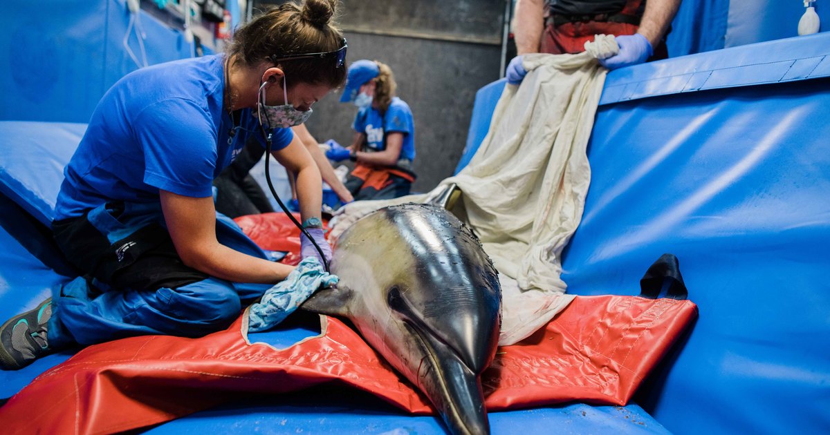 dolphin-stranding-SarahSharp-Photo_Stace