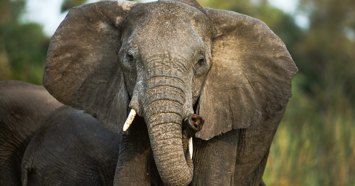 Ivoorhandel De Schimmige Wereld Van De Wilde Dieren handel