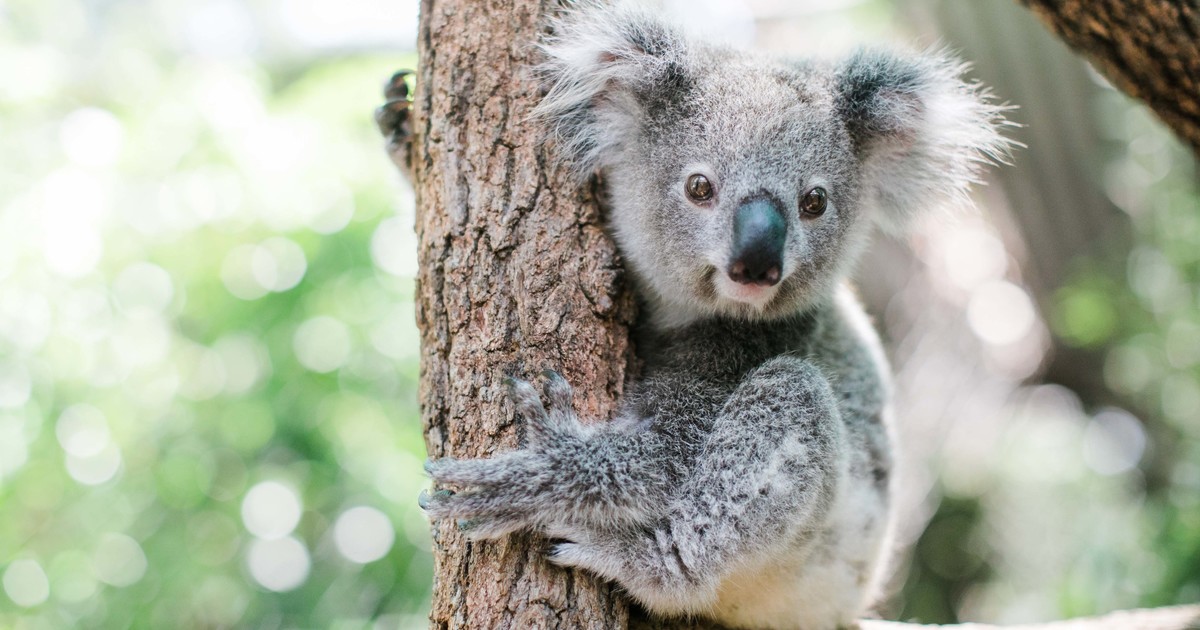 rescued koala named Dimples thriving in wild with joey of her own