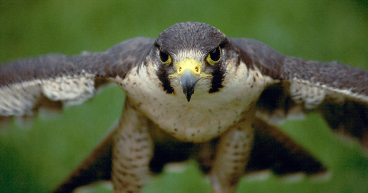 facts and statistics about birds of prey