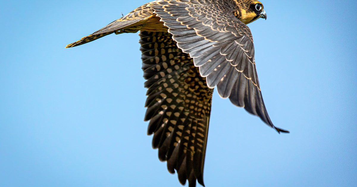 11 Fun Facts About Birds Of Prey | IFAW