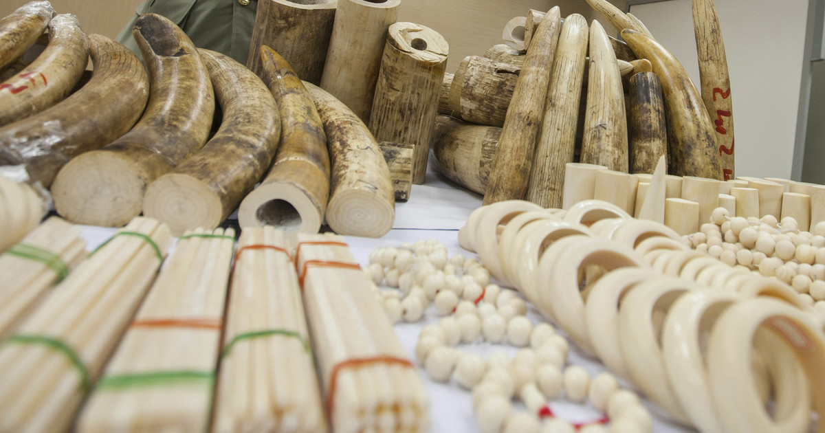 Hong Kong S.A.R. reaches total commercial trade in ivory ban