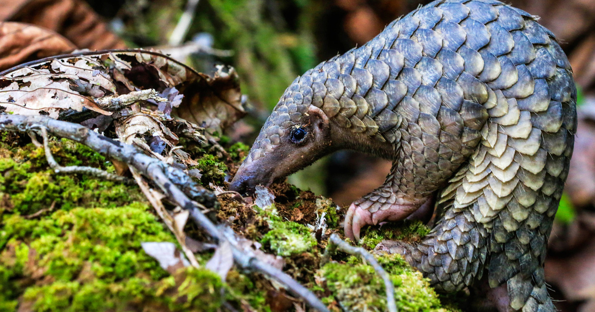 www.ifaw.org