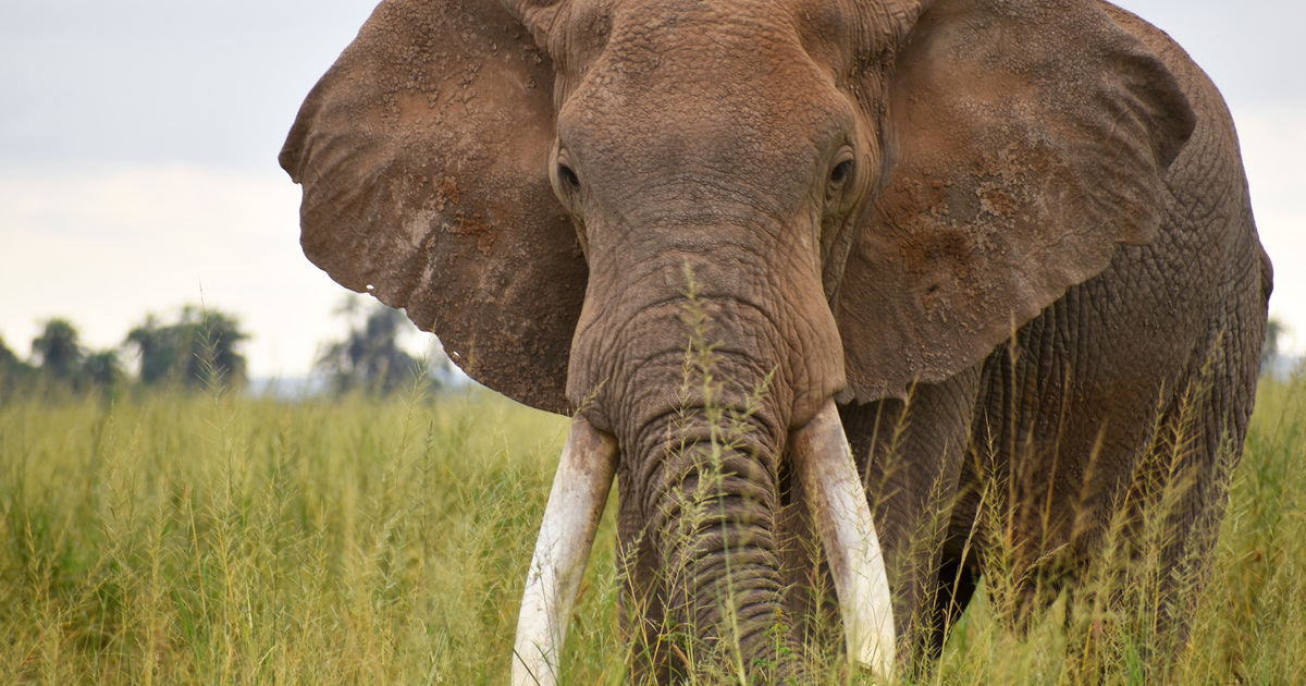 IFAW commends Belgium for passing an ivory ban | IFAW