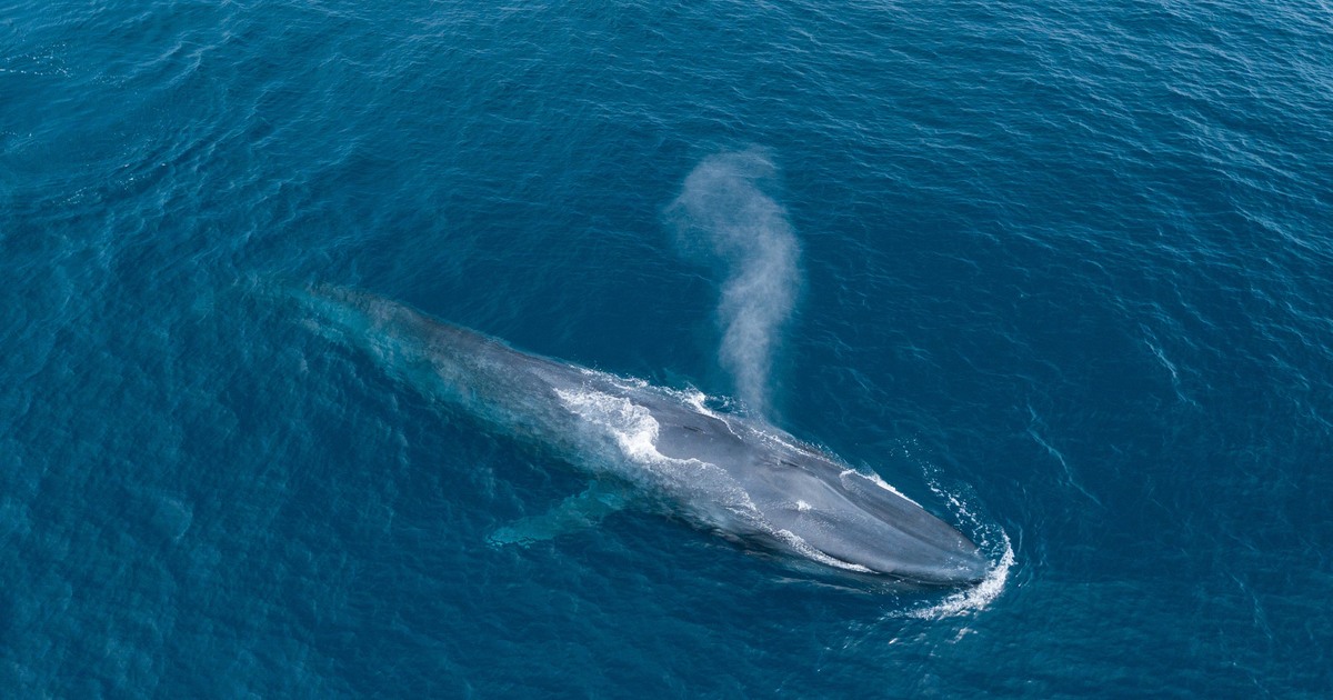 the future of blue whales is in the hands of Sri Lanka