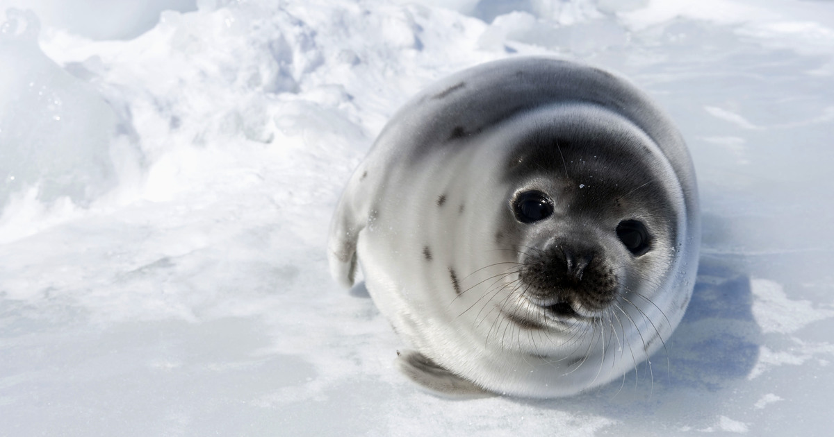 2022 Canadian Commercial Seal Hunt Resumes