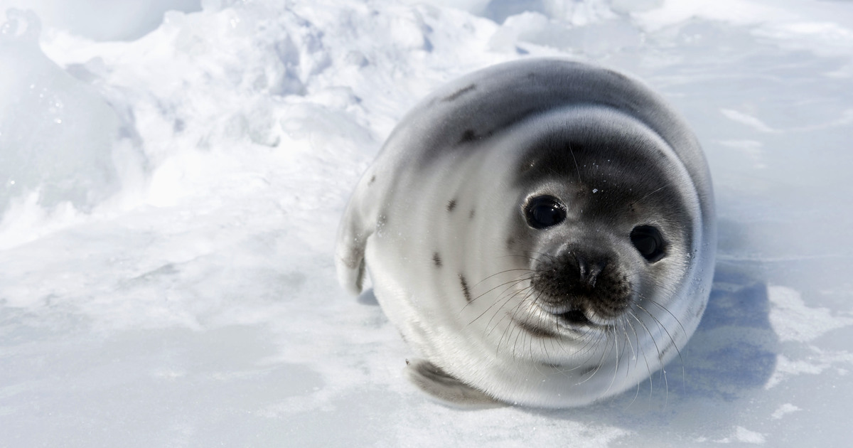 baby seal clubbing